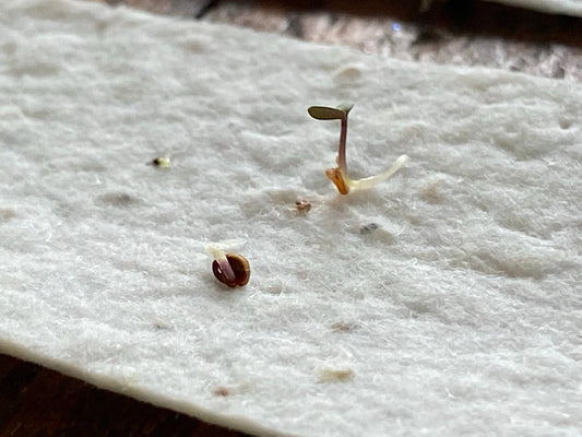 Plantable Card | Congratulations Card | Thyme Card | Eco