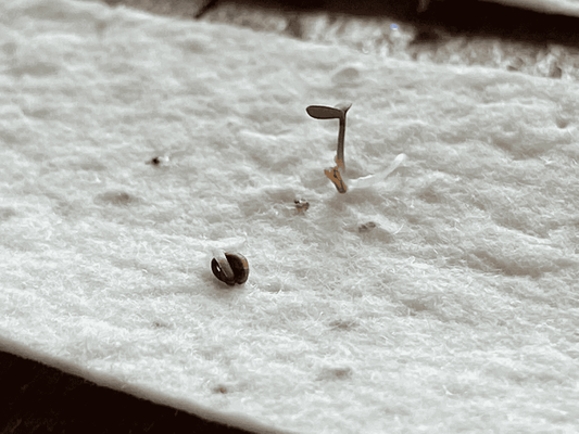 Plantable Seed Card | Thinking of You Card | Eco Friendly