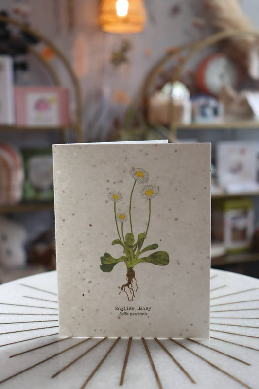 Plantable Wildflower Card | Eco Friendly | English Daisy