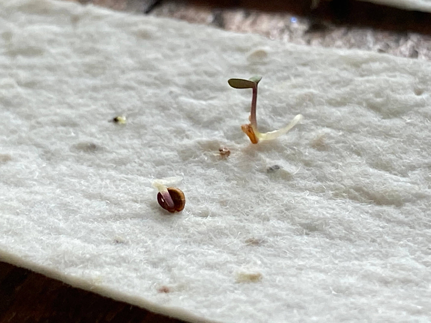 The Raven’s Edge Studio - Plantable Wildflower Seed Card: "She's Like a Wildflower"